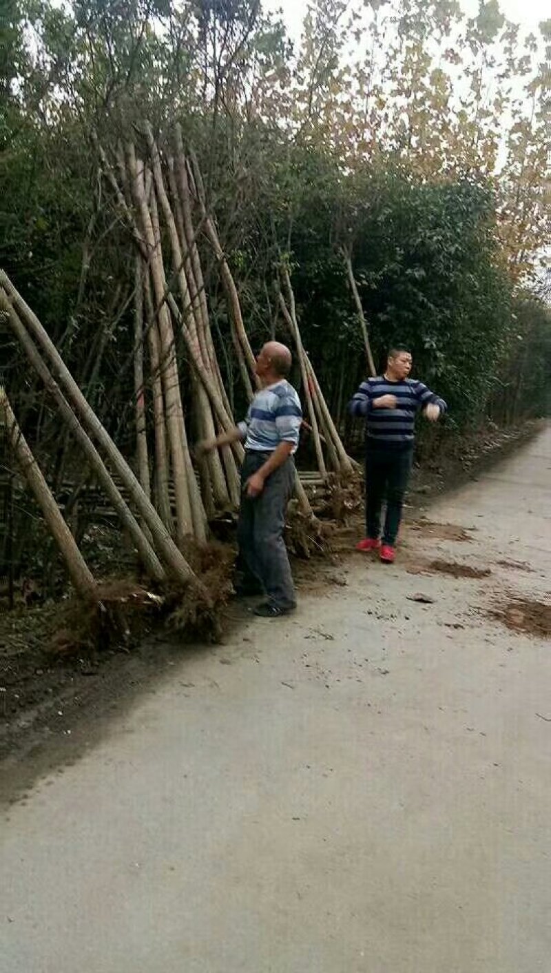 河南省焦作市辛红苗圃，专供各种果树苗绿化树