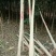 河南省焦作市辛红苗圃，专供各种果树苗绿化树