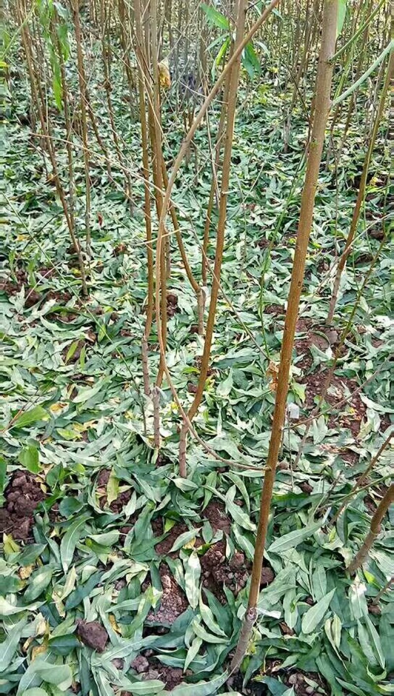 河南省焦作市辛红苗圃，专供各种果树苗绿化树