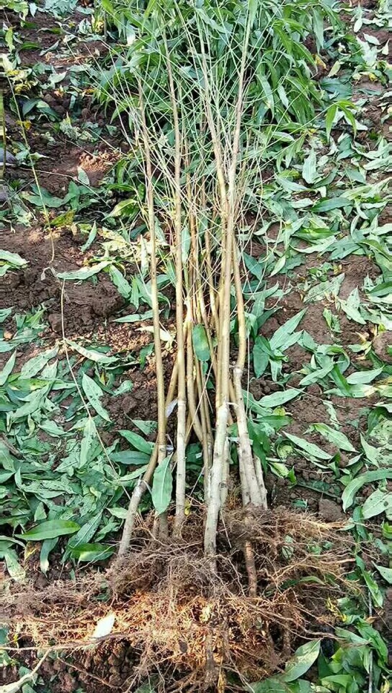 河南省焦作市辛红苗圃，专供各种果树苗绿化树