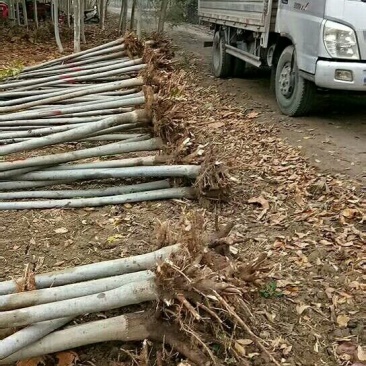 河南省焦作市辛红苗圃，专供各种果树苗绿化树