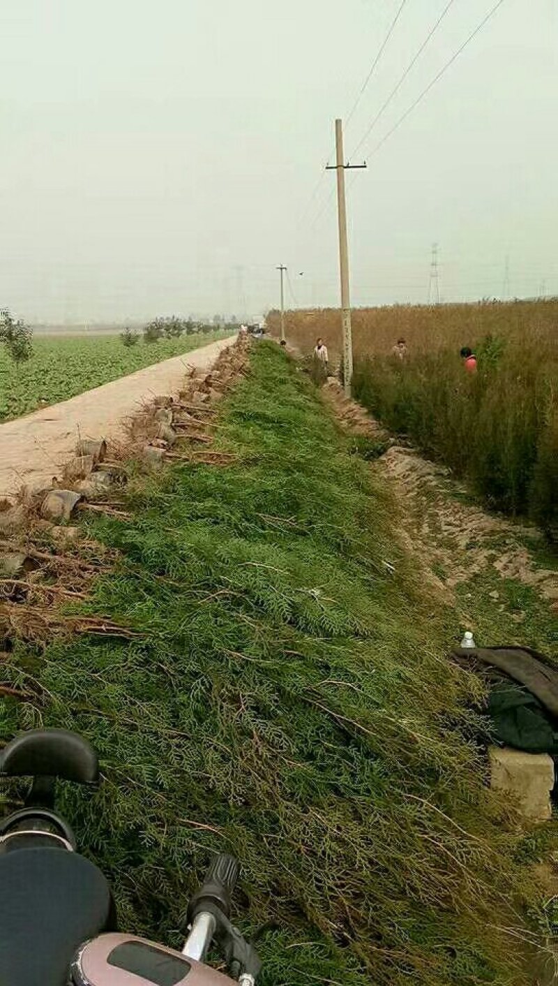 河南省焦作市辛红苗圃，专供各种果树苗绿化树