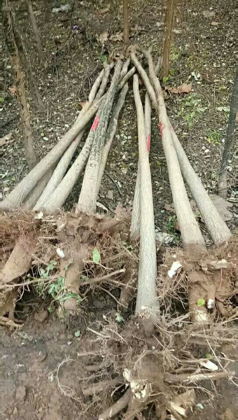 河南省焦作市辛红苗圃，专供各种果树苗绿化树