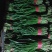 河北省秦皇岛市抚宁区韭菜