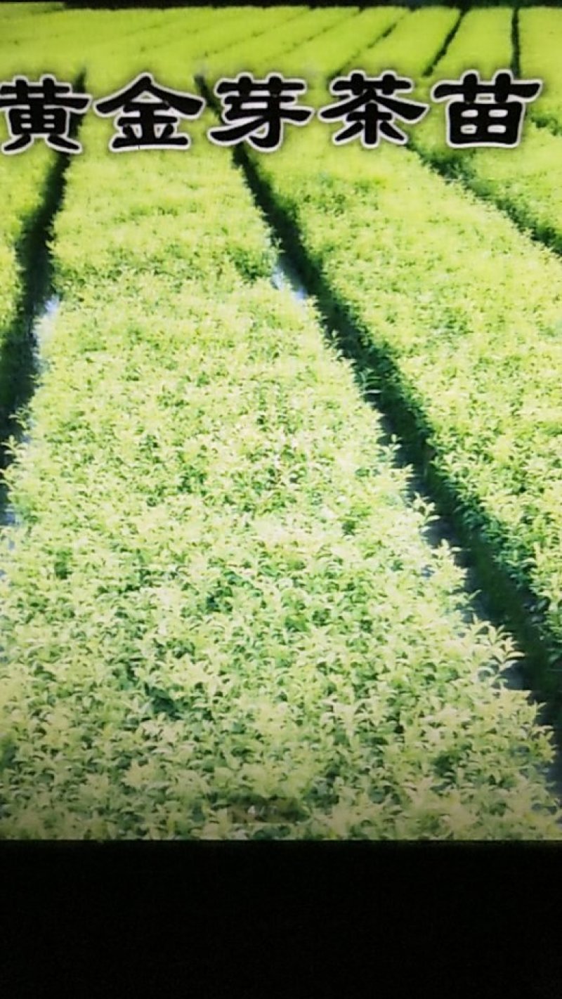 茶苗
