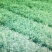 茶苗