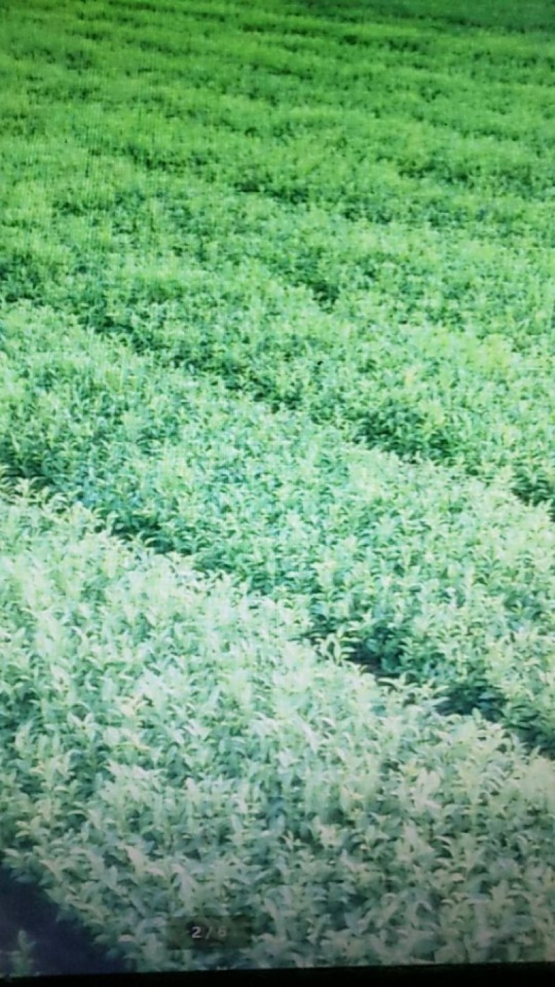 茶苗