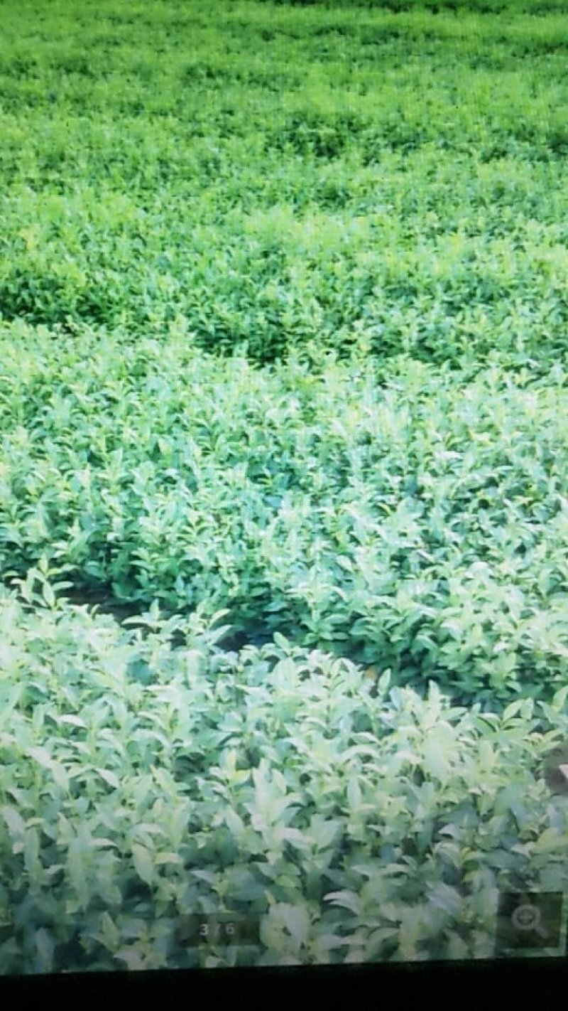 茶苗
