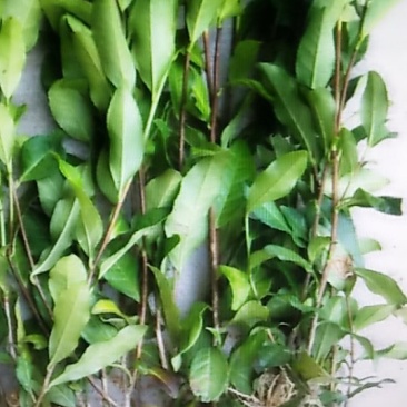 茶苗