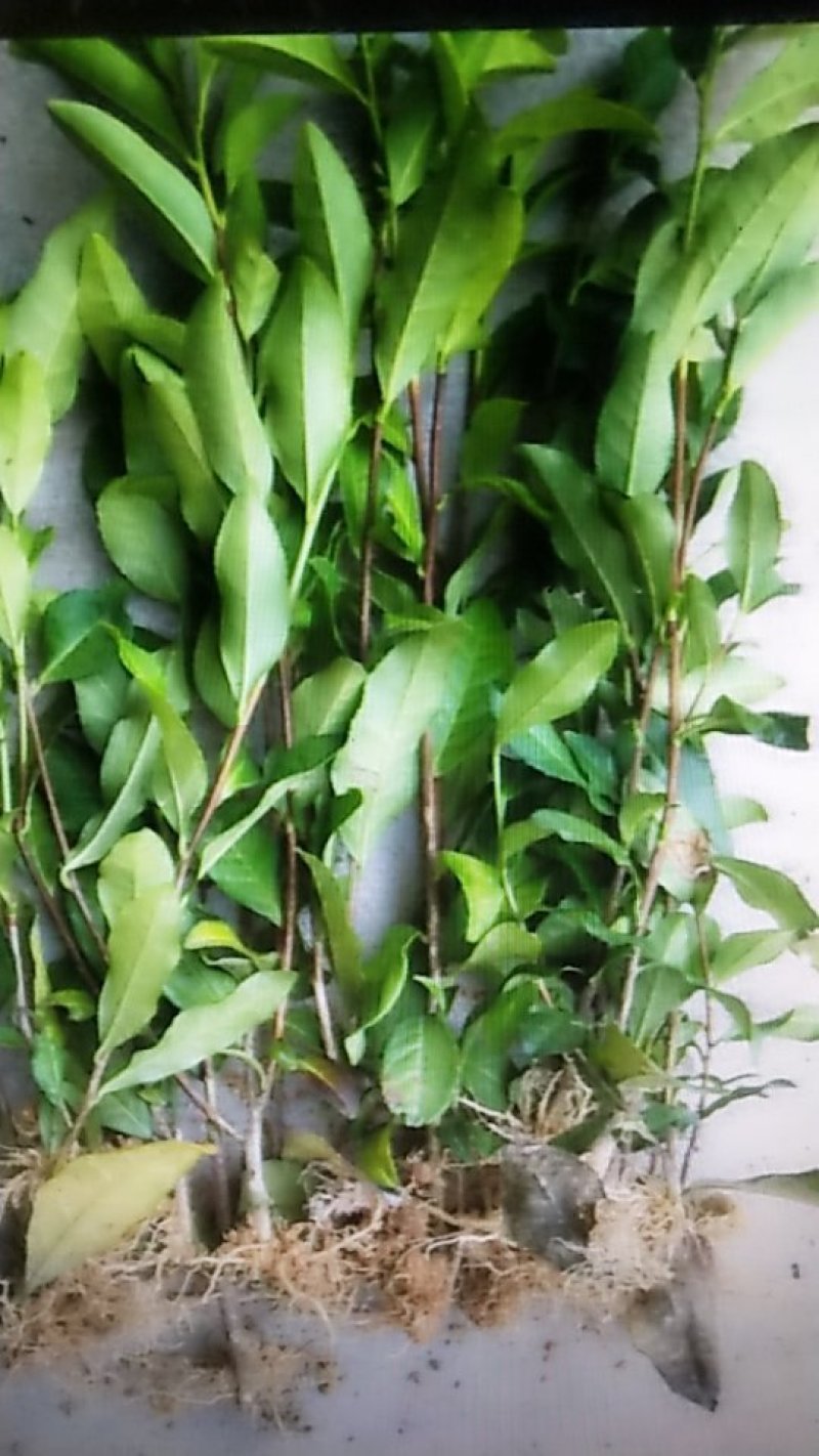 茶苗