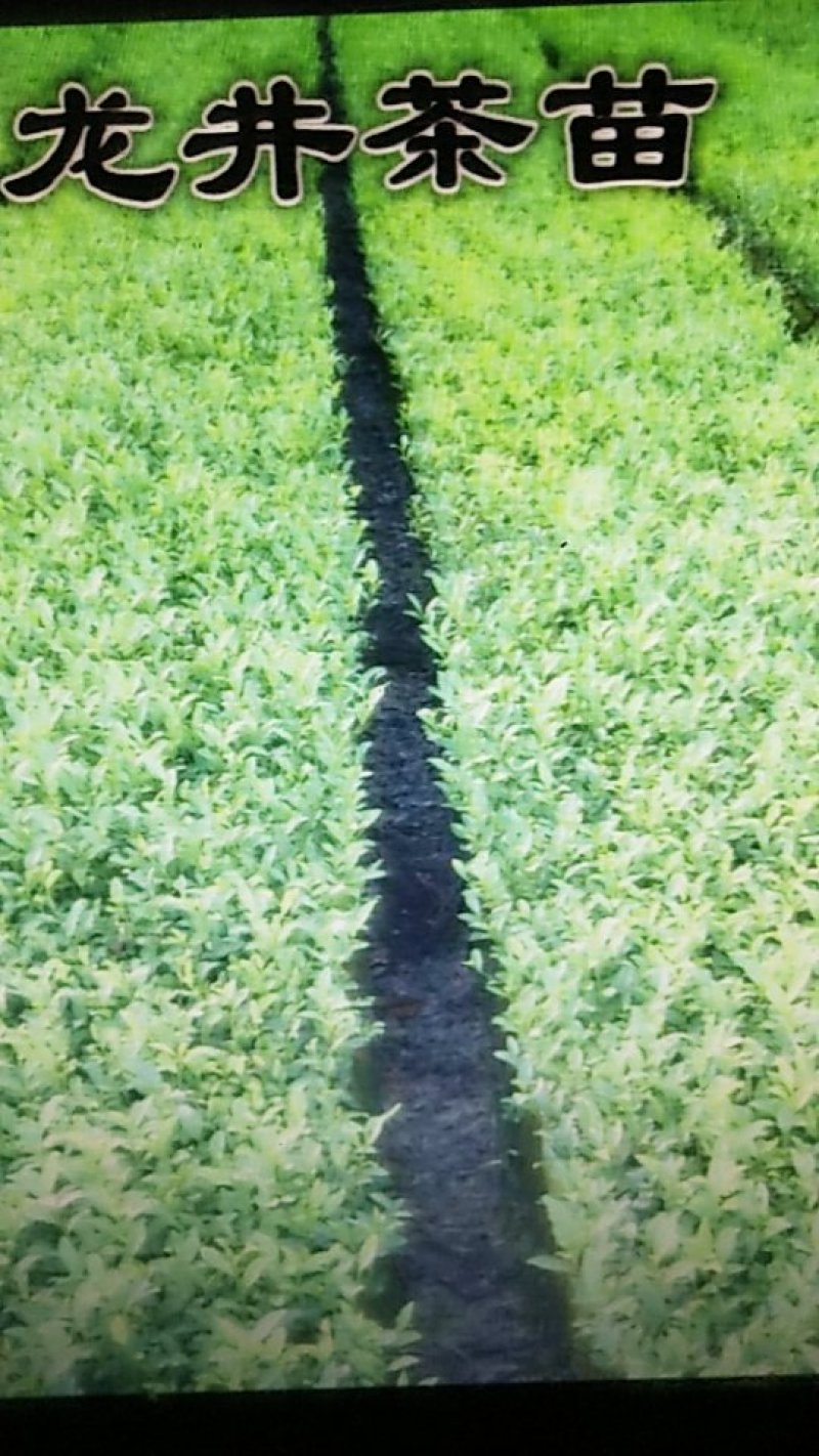 茶苗