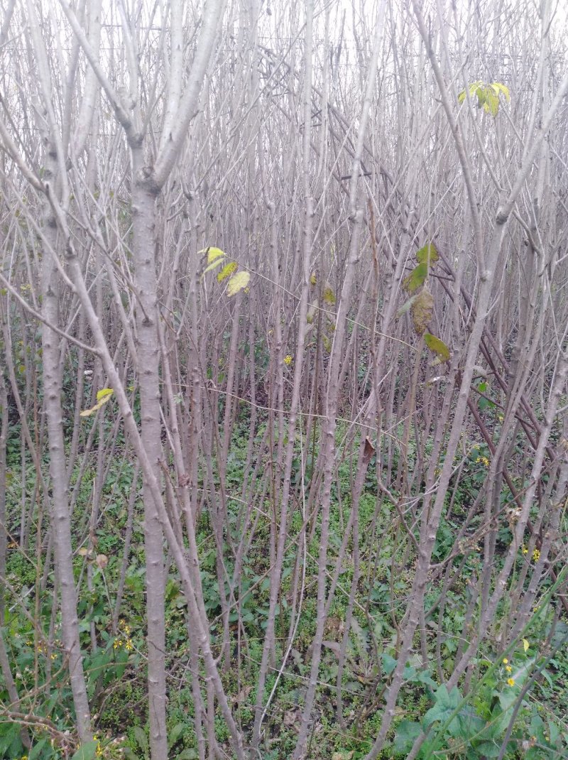 樱花，国槐，丽桃，碧桃，红叶李，