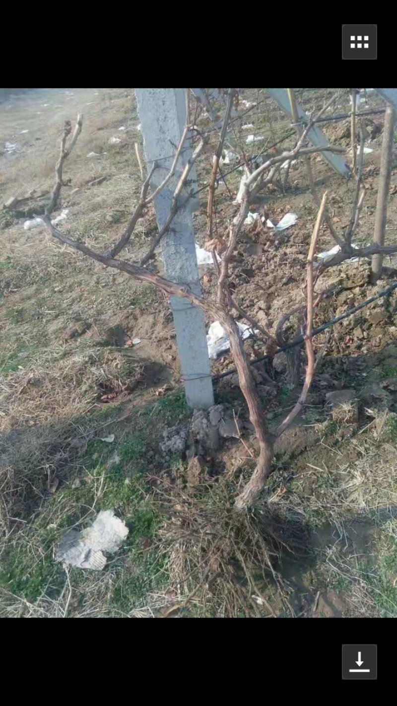 大葡萄树规格一米一至一米五