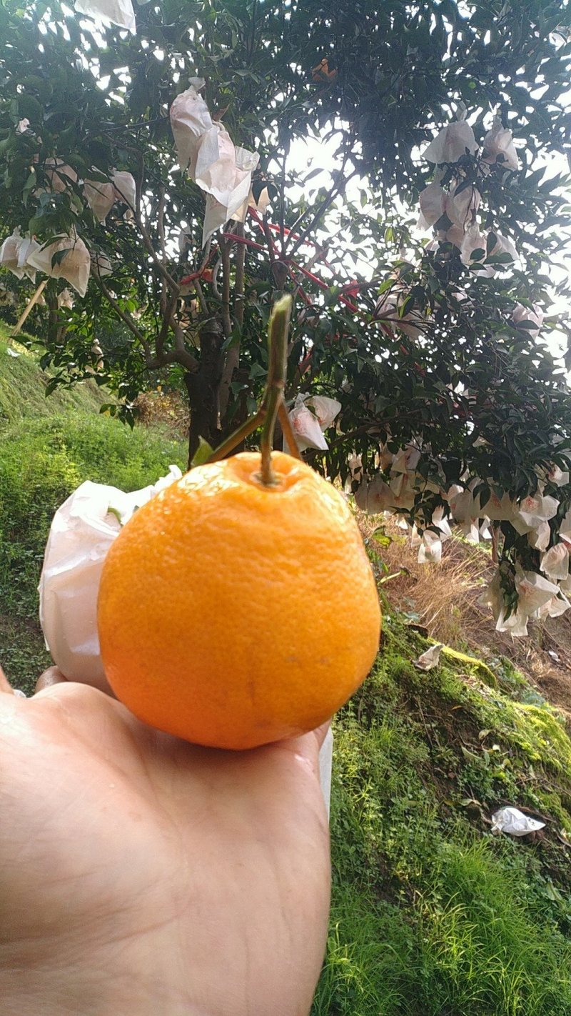 丑柑