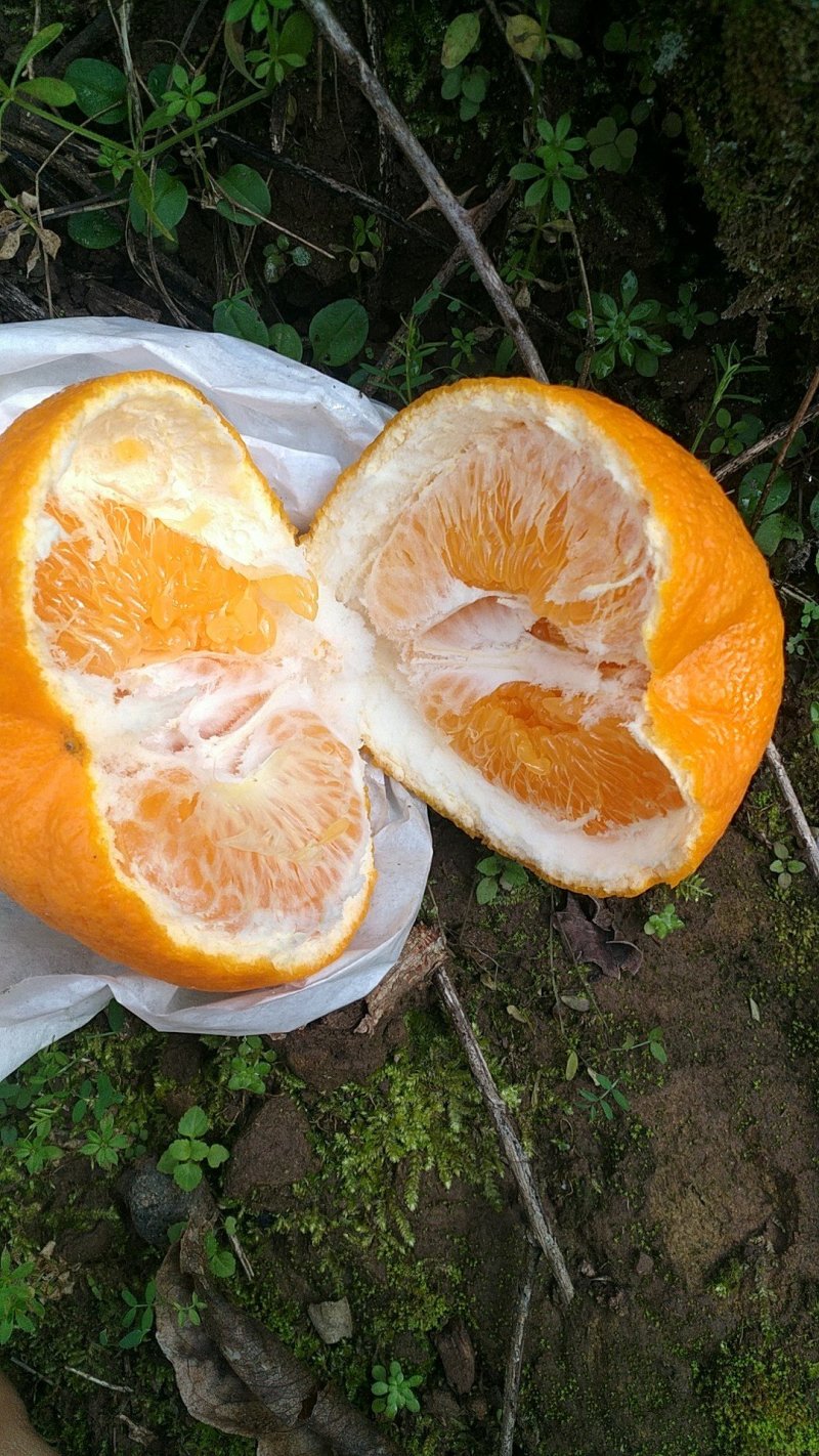 丑柑