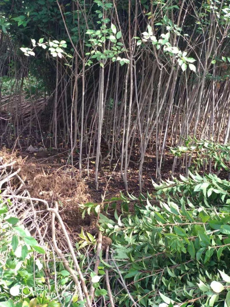 猕猴桃苗，3公分元宝枫，3公分的樱花