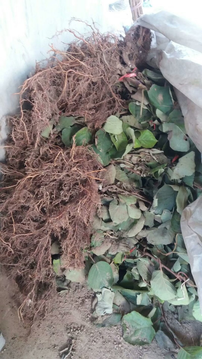 猕猴桃苗，3公分元宝枫，3公分的樱花