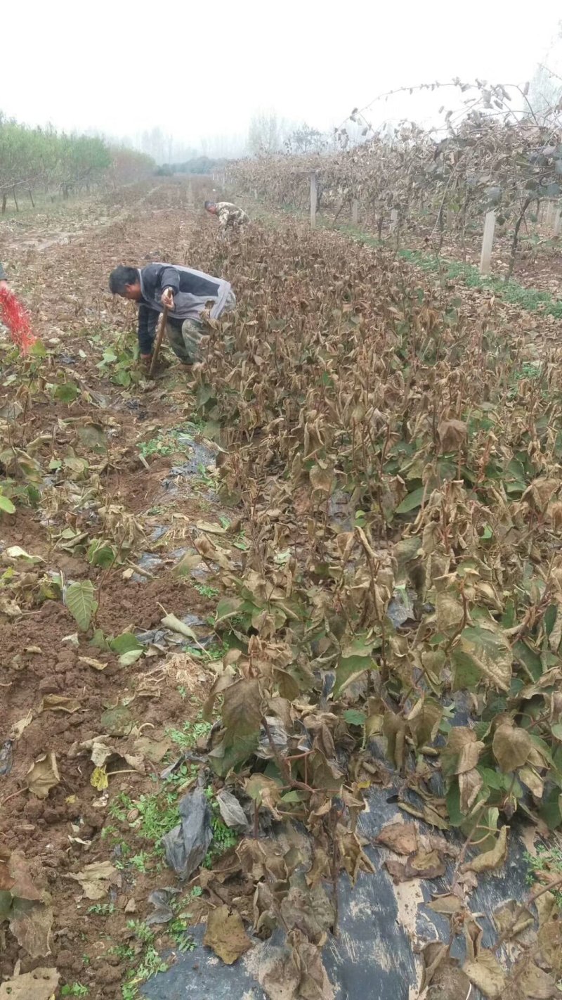 猕猴桃苗，3公分元宝枫，3公分的樱花