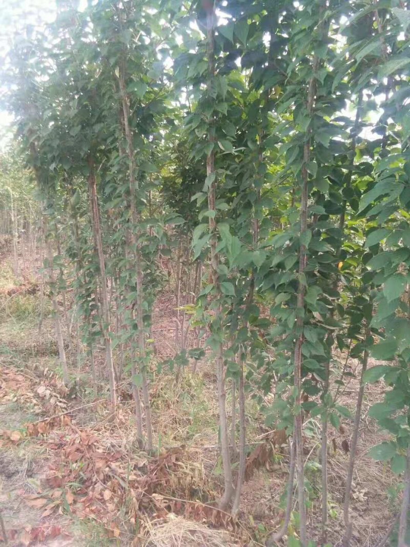 猕猴桃苗，3公分元宝枫，3公分的樱花