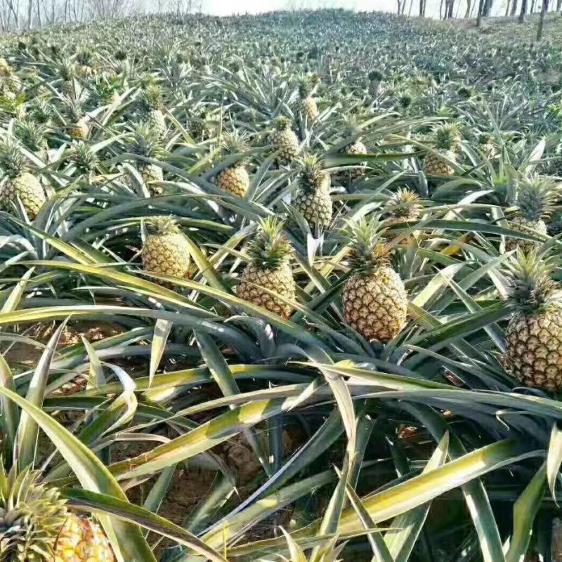 凤梨冰糖凤梨生态凤梨