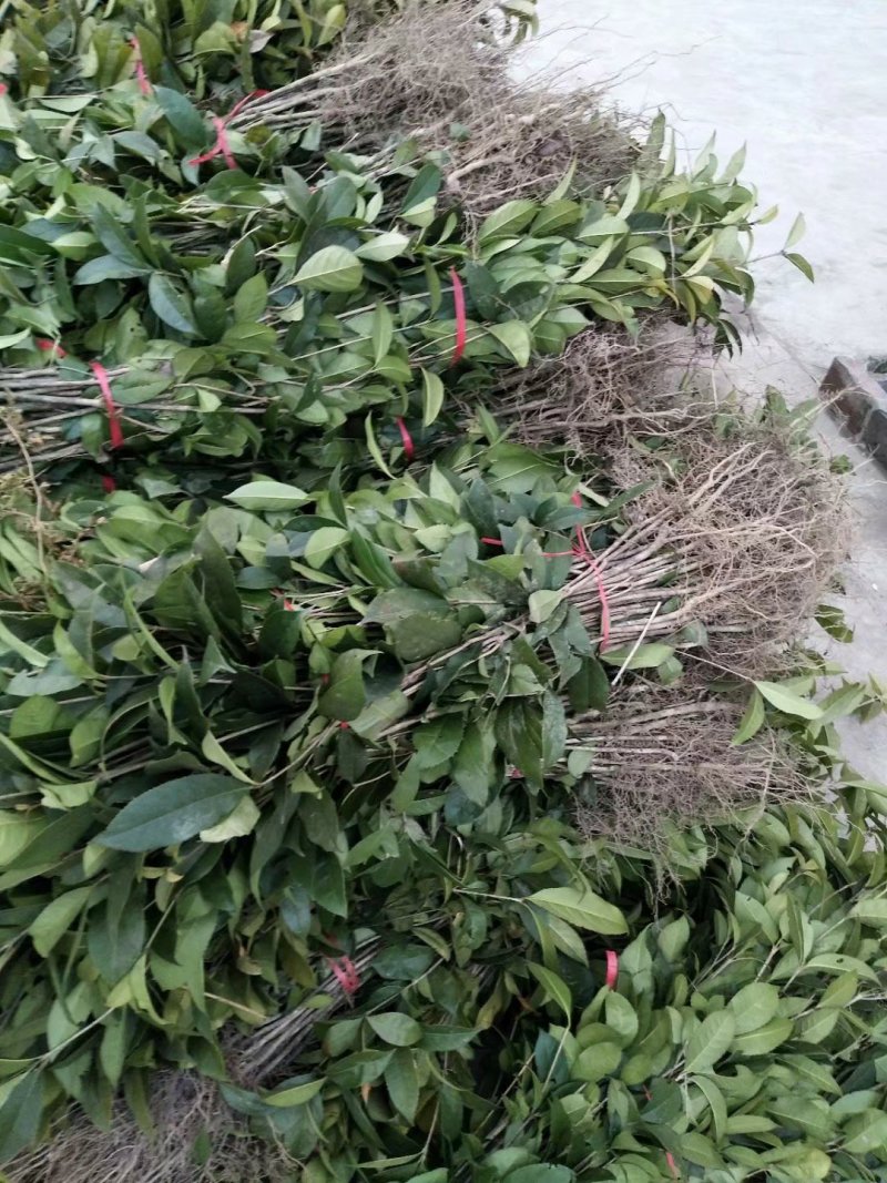 桂花苗湖北利川水杉苗圃出售以下小苗：水杉，桂花，紫薇，