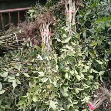 桂花苗湖北利川水杉苗圃出售以下小苗：水杉，桂花，紫薇，