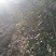 桂花苗湖北利川水杉苗圃出售以下小苗：水杉，桂花，紫薇，