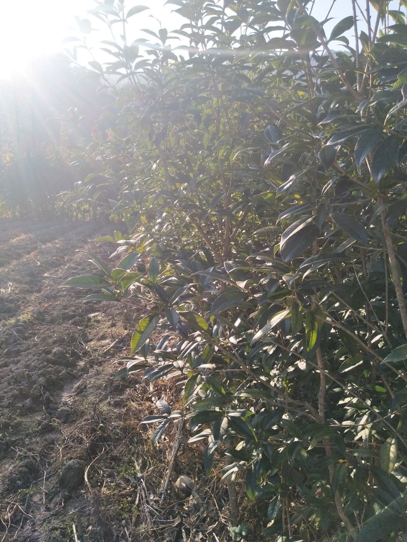 桂花苗湖北利川水杉苗圃出售以下小苗：水杉，桂花，紫薇，