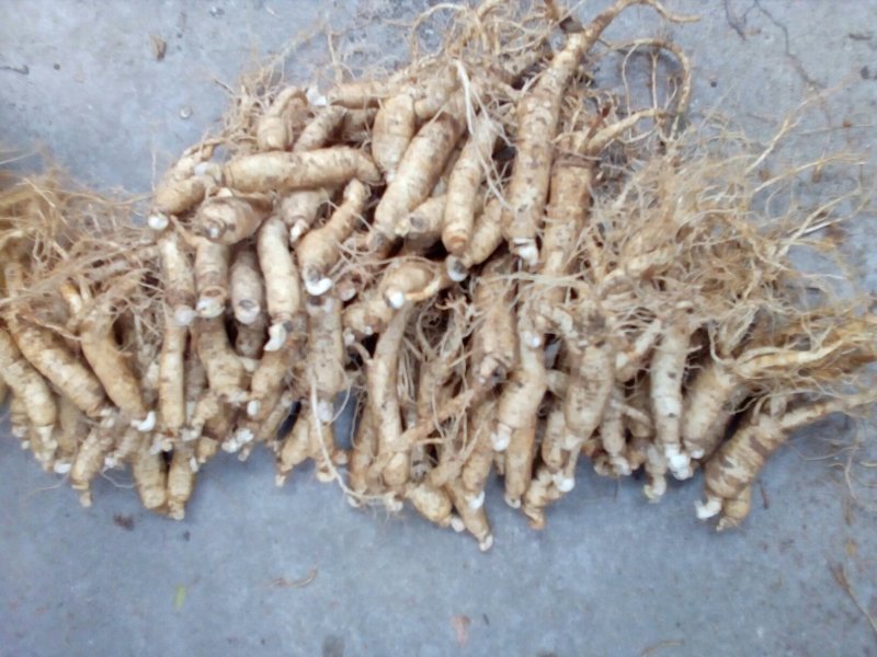 产地直销西洋参，面向全国销售