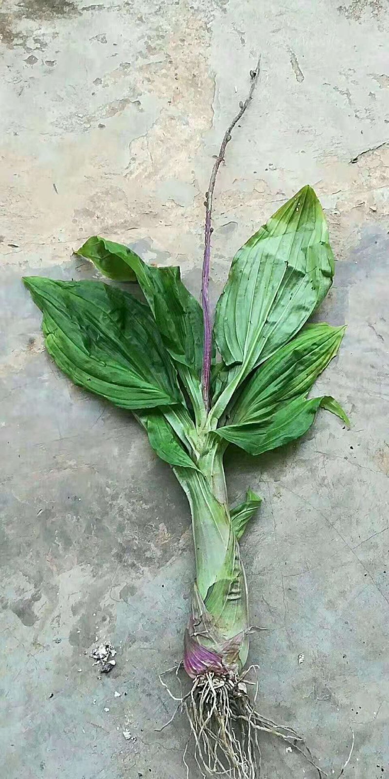 见血清干货开价就卖。