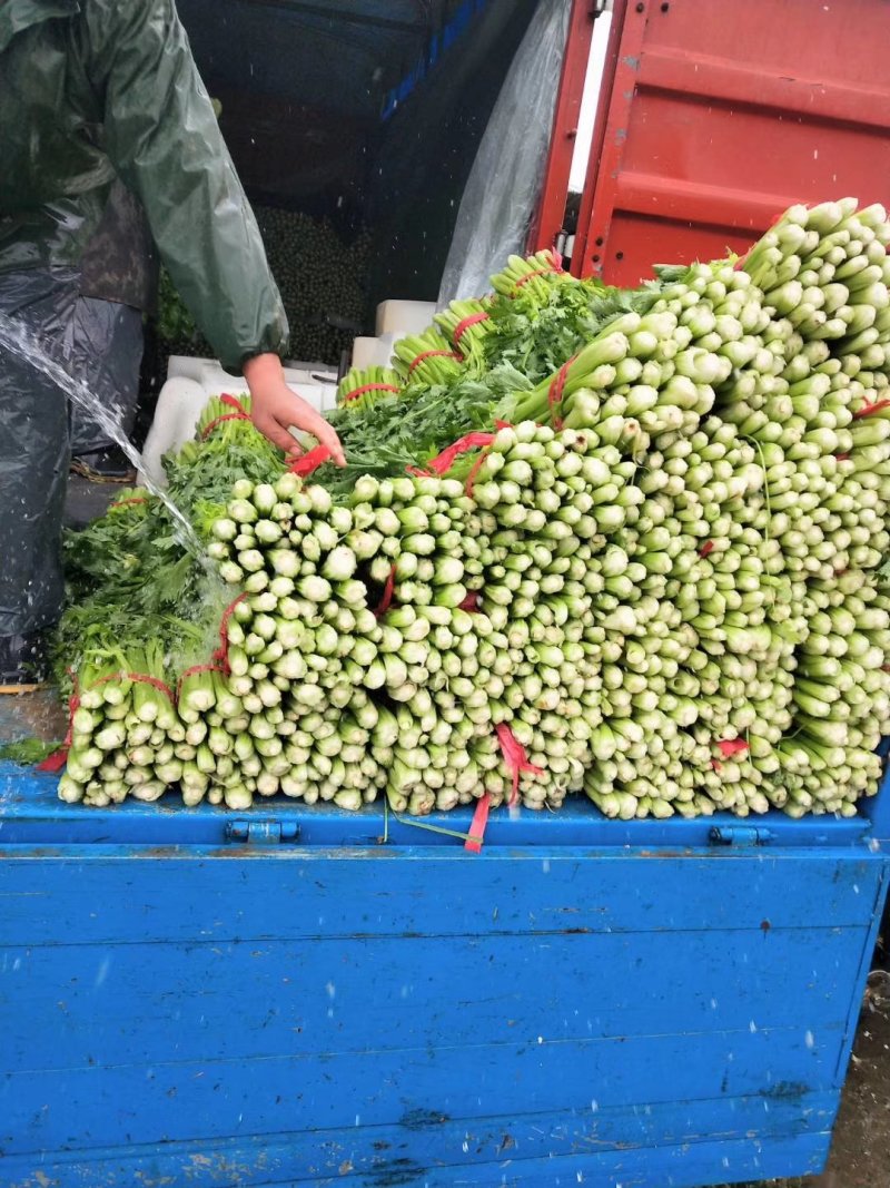 芹菜，小棵芹菜大量出售，地址安徽省砀山县。
