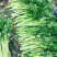 芹菜，小棵芹菜大量出售，地址安徽省砀山县。