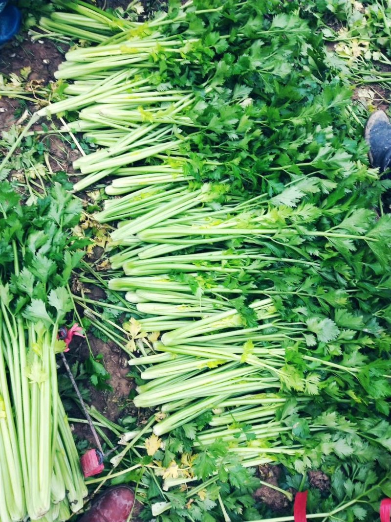 芹菜，小棵芹菜大量出售，地址安徽省砀山县。
