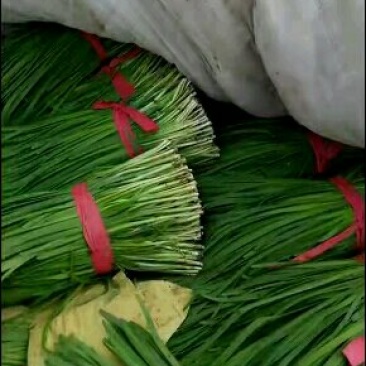 韭菜二刀韭菜大量现货。货源充足，价钱便宜，有需要的联系我