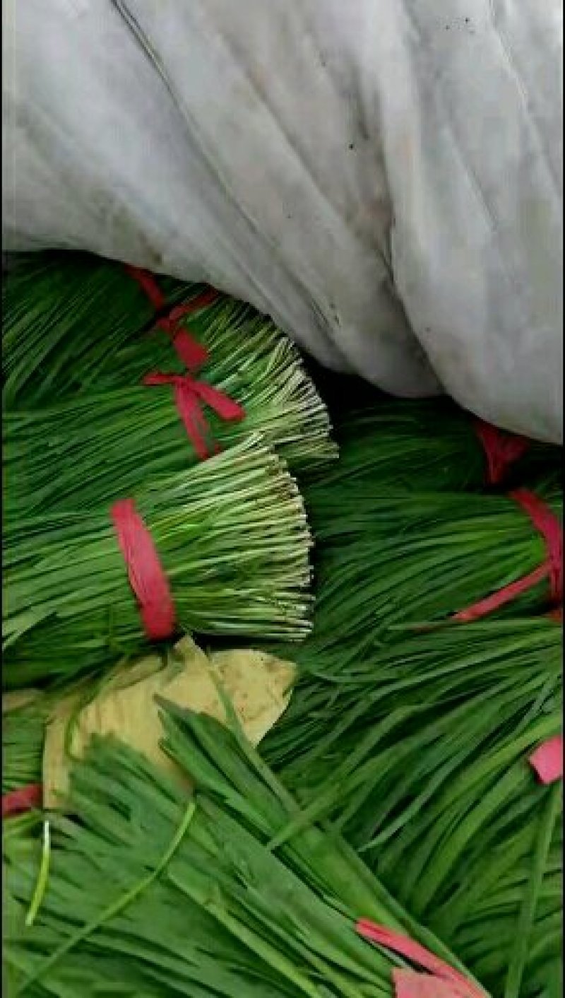 韭菜二刀韭菜大量现货。货源充足，价钱便宜，有需要的联系我