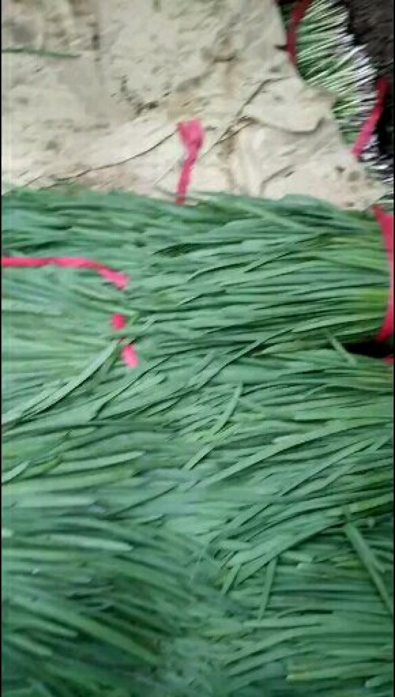 韭菜二刀韭菜大量现货。货源充足，价钱便宜，有需要的联系我