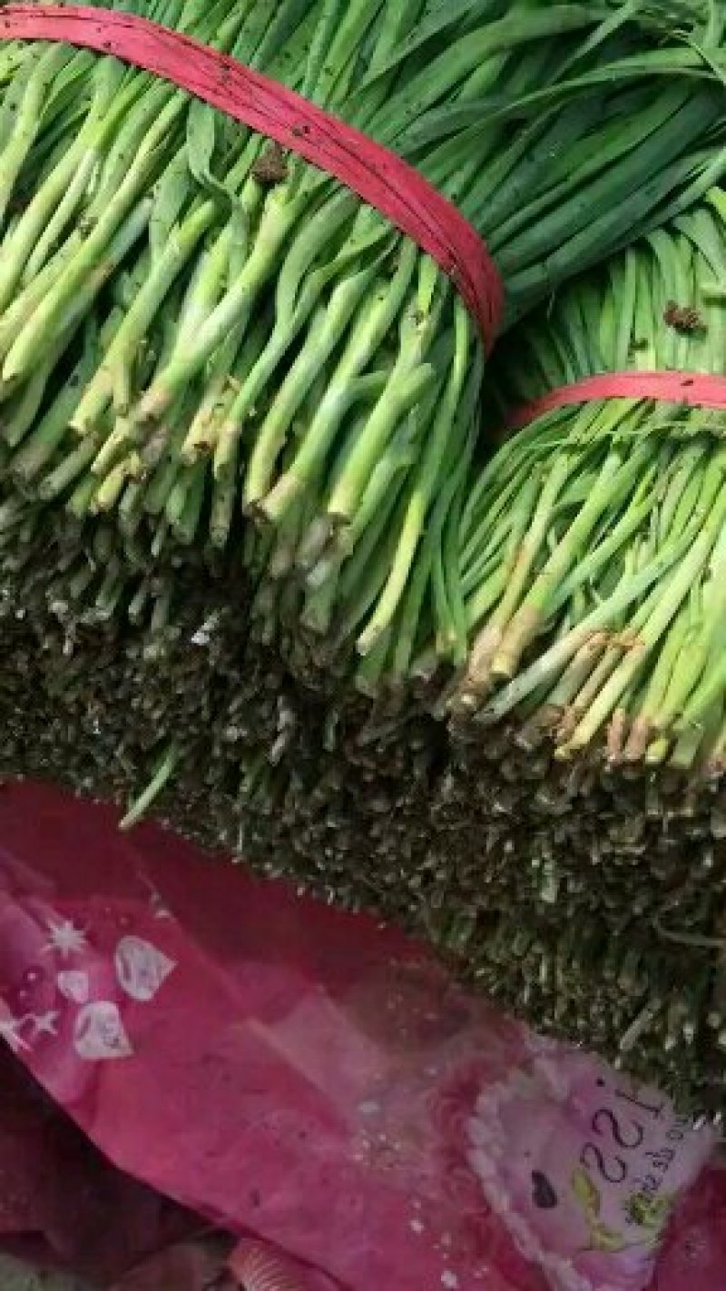 韭菜二刀韭菜大量现货。货源充足，价钱便宜，有需要的联系我