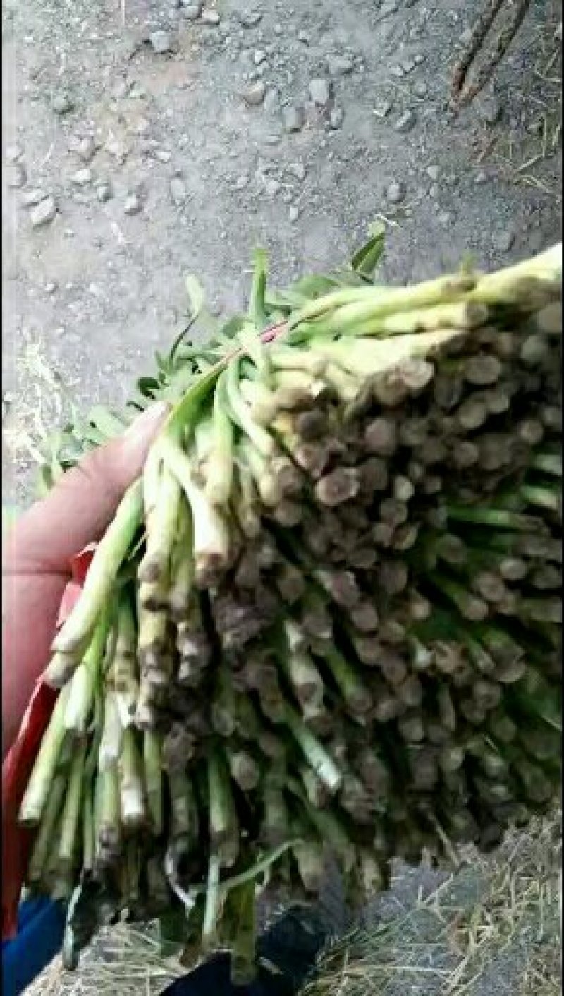 韭菜二刀韭菜大量现货。货源充足，价钱便宜，有需要的联系我