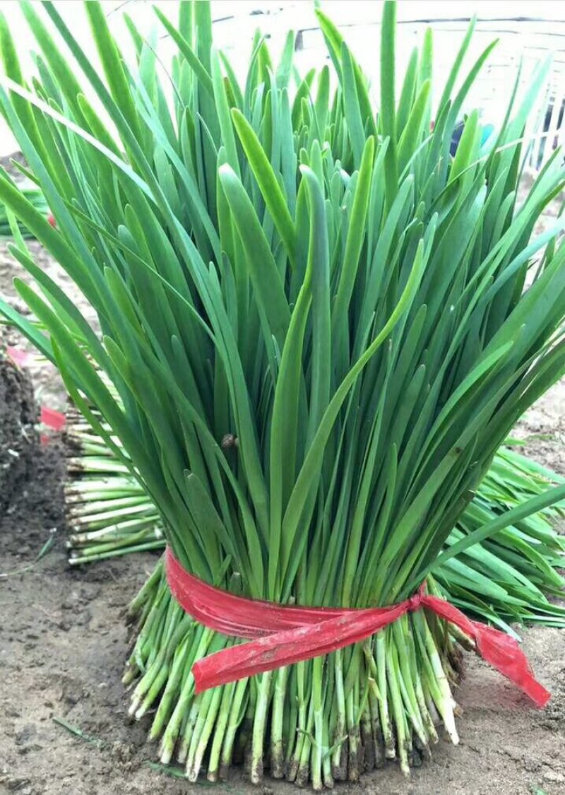 韭菜二刀韭菜大量现货。货源充足，价钱便宜，有需要的联系我