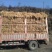 【精品】红葱大葱一手货源产地直发量大从优