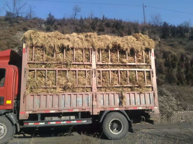 【精品】红葱大葱一手货源产地直发量大从优