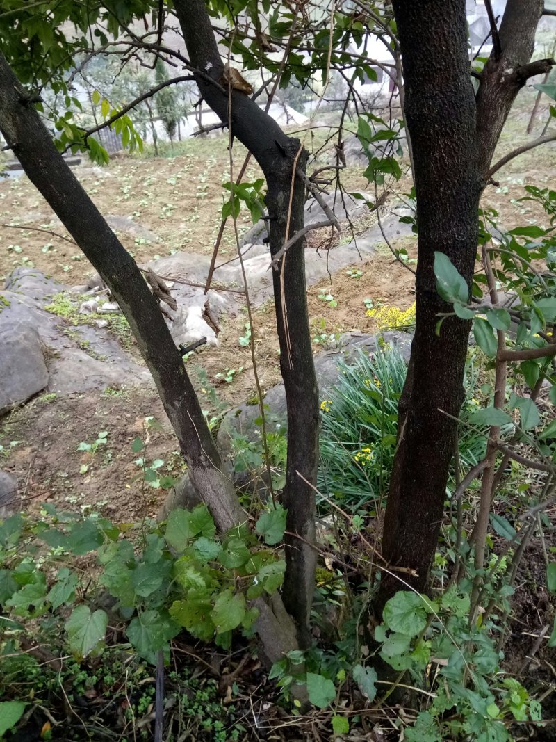 金弹子，树桩