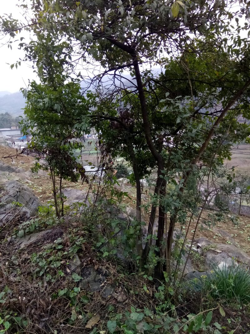 金弹子，树桩