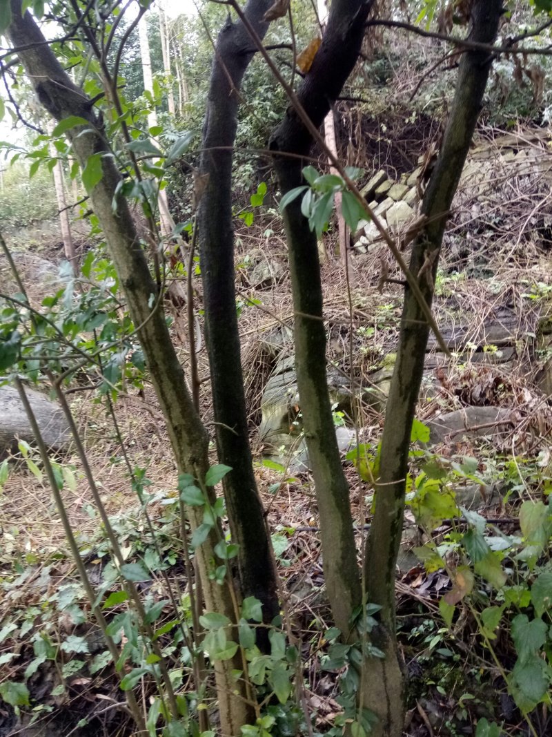 金弹子，树桩