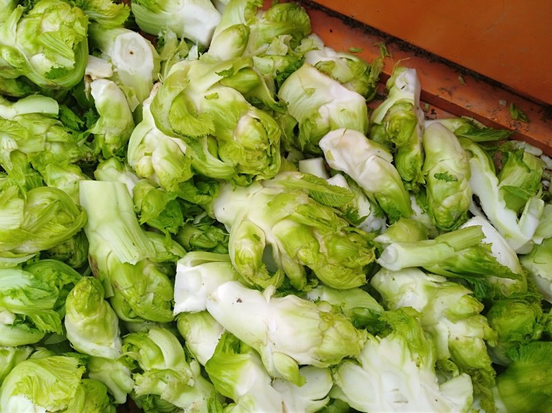 儿菜，大量出售