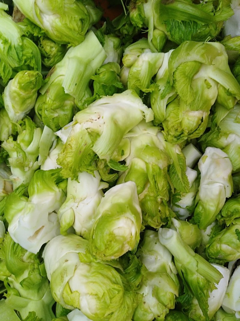 儿菜，大量出售