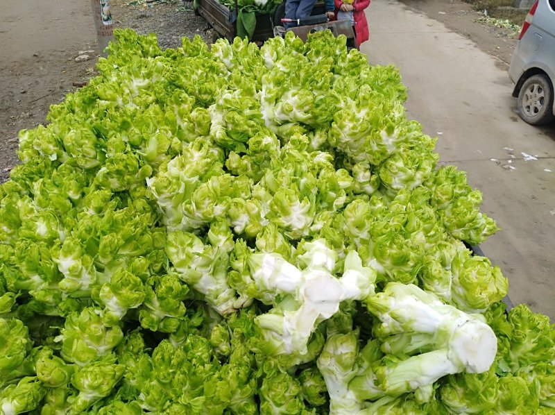 儿菜，大量出售