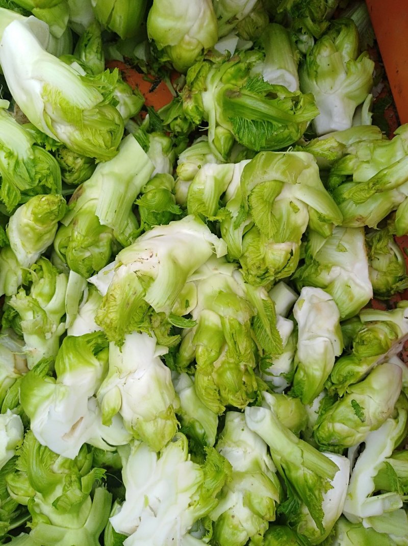 儿菜，大量出售