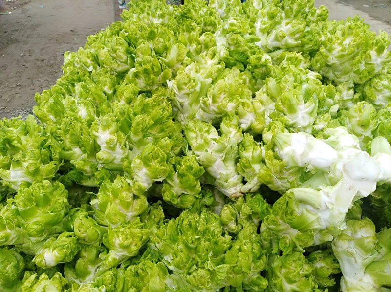 儿菜，大量出售