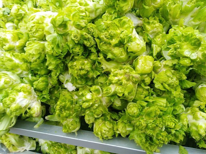 儿菜，大量出售